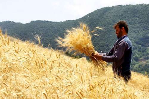 سیاست‌هایی که ایران را واردکننده گندم کرد